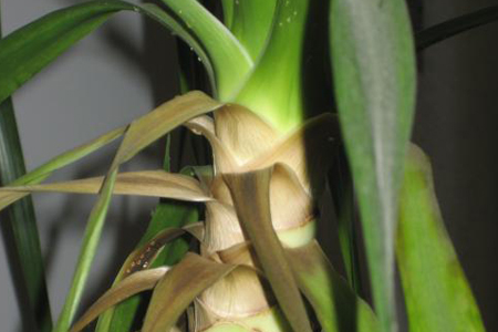 龙血树枝干软怎么补救,腐烂了解决办法?