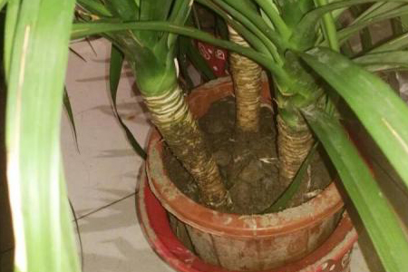 龙血树枝干软怎么补救,腐烂了解决办法?