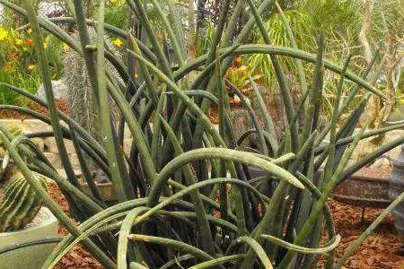 棒叶虎皮兰能长多高,长得快不快,怎么种植?