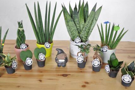 棒叶虎皮兰能长多高,长得快不快,怎么种植?