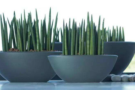 棒叶虎皮兰能长多高,长得快不快,怎么种植?