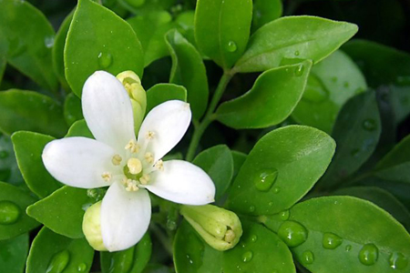 九里香的养殖办法,水培和土培要要注意什么?