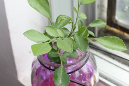 九里香的养殖办法,水培和土培要要注意什么?