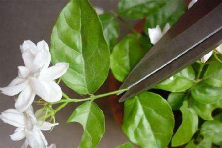 茉莉怎么种植才能开花好