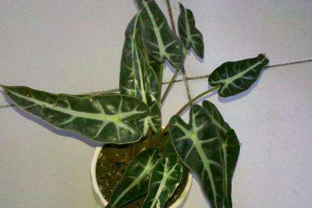 小仙女植物好养吗，会开花吗？