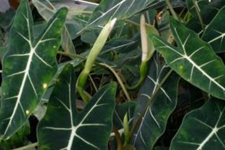 小仙女植物好养吗，会开花吗？