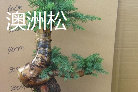 澳洲松和澳洲杉的区别