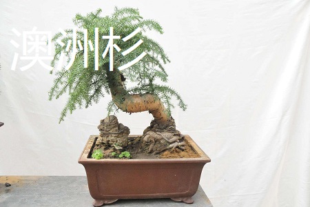 澳洲松和澳洲杉的区别