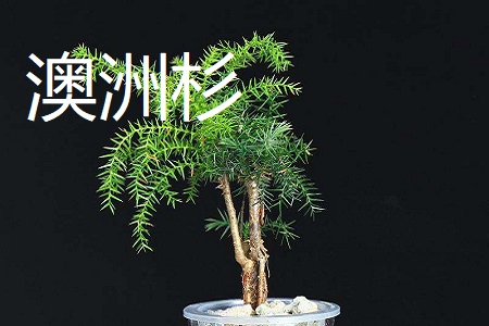 澳洲松和澳洲杉的区别