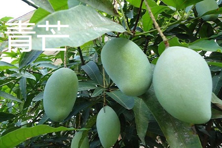 桂七芒和青芒的区别