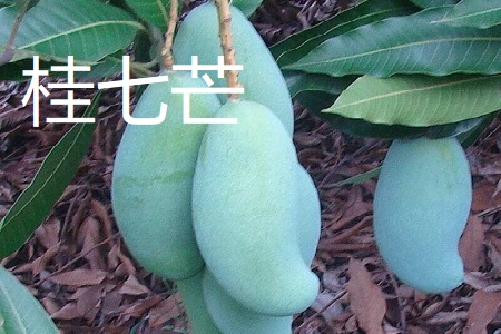 桂七芒和青芒的区别