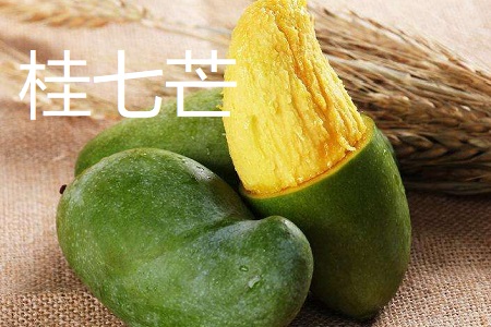 桂七芒和青芒的区别