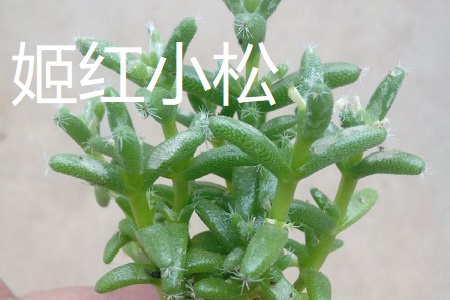 姬红小松和紫晃星的区别