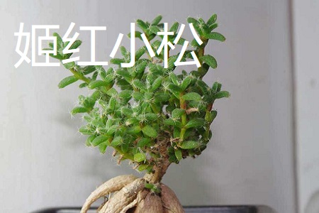 姬红小松和紫晃星的区别