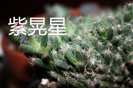 姬红小松和紫晃星的区别