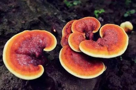 怎么给盆栽灵芝浇水，能活多少年？