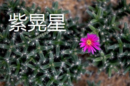 姬红小松和紫晃星的区别