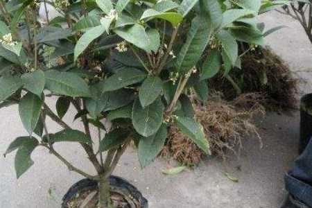 桂花总是掉叶子解决办法，掉光怎么样补救？