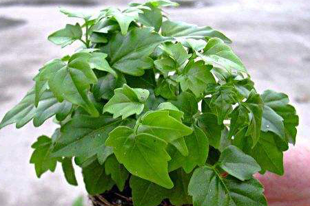 菜豆树（幸福树）怎么种植才能旺盛，喜阴還是喜阳，怎么浇水？