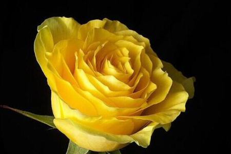 黄色玫瑰花语是啥，适合送给哪些人？