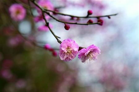 梅花的寓意和象征，代表了什么精神？