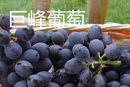 玫瑰香葡萄和巨峰葡萄区别