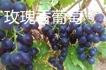 玫瑰香葡萄和巨峰葡萄区别