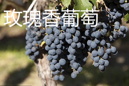 玫瑰香葡萄和巨峰葡萄区别
