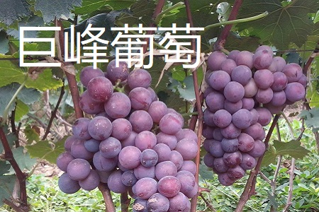 玫瑰香葡萄和巨峰葡萄区别