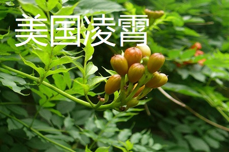 美国凌霄和中国凌霄的区别