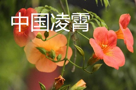 美国凌霄和中国凌霄的区别