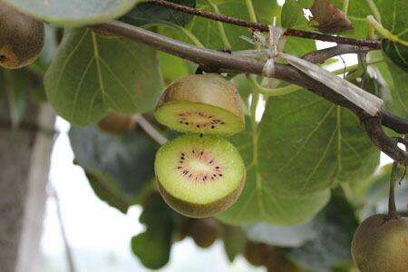 红心猕猴桃什么时候成熟，和普通猕猴桃有什么区别？