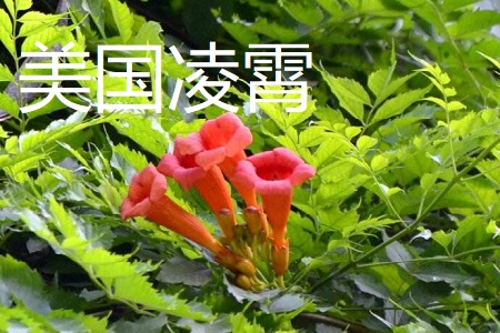 美国凌霄和中国凌霄的区别