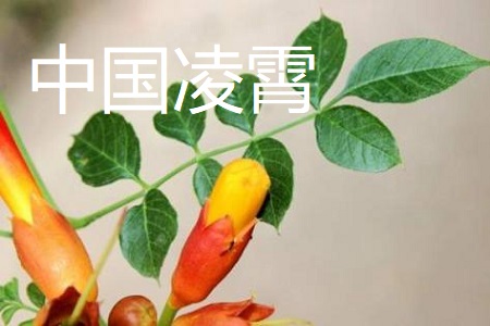 美国凌霄和中国凌霄的区别