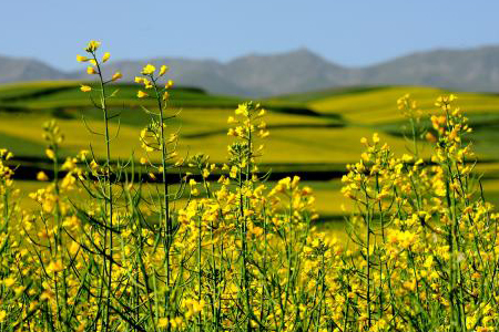 门源油菜花什么时候开，几月去看花海最好？