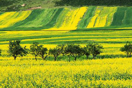 门源油菜花什么时候开，几月去看花海最好？