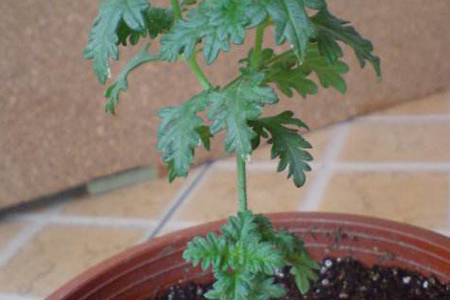 美女樱扦插办法，什么时候开花？