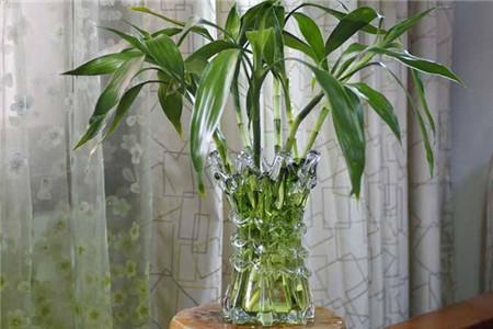 富贵竹怎么种植才能更旺盛（水培和土培养殖办法）