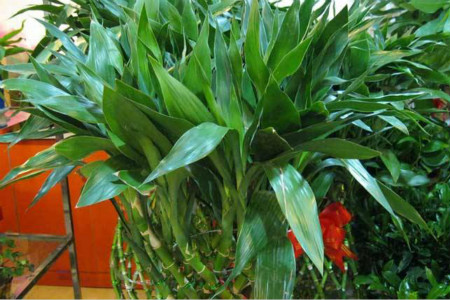 富贵竹怎么种植才能更旺盛（水培和土培养殖办法）