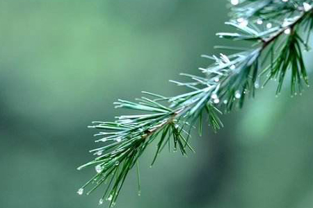 松树盆景怎么种植护：喜欢什么肥料，叶子发黄解决办法？