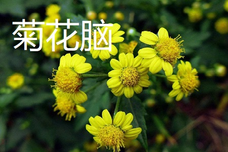 菊花脑和茼蒿的区别