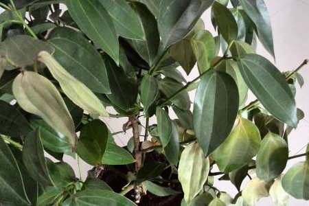 平安树树枝干枯，叶子发干整体掉怎么救活？