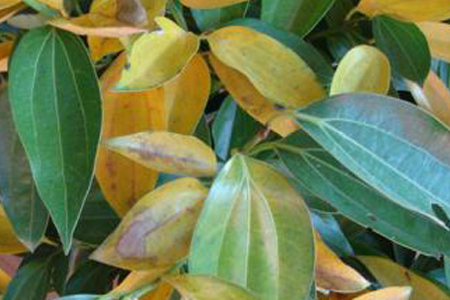 平安树树枝干枯，叶子发干整体掉怎么救活？