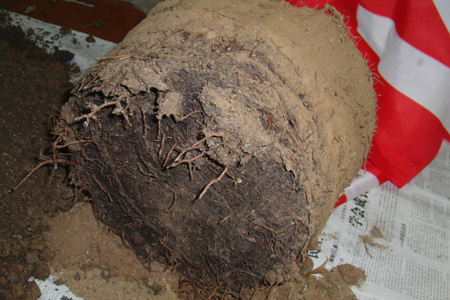 平安树树枝干枯，叶子发干整体掉怎么救活？