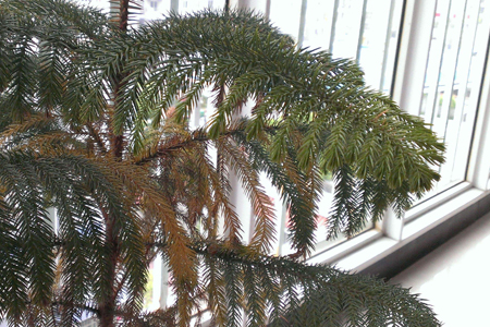 松树盆景怎么种植护：喜欢什么肥料，叶子发黄解决办法？