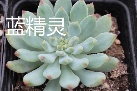 蓝苹果和蓝精灵的区别