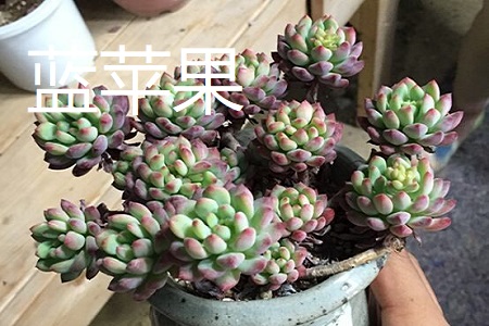 蓝苹果和蓝精灵的区别