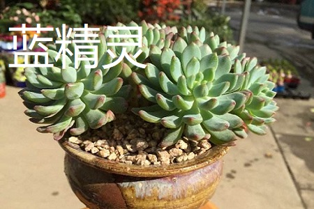 蓝苹果和蓝精灵的区别