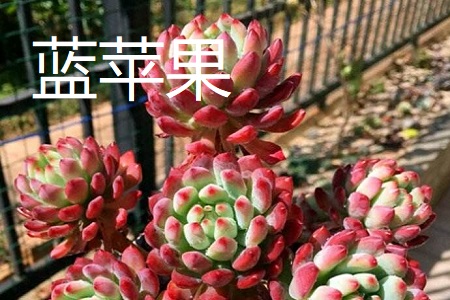 蓝苹果和蓝精灵的区别