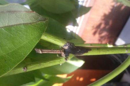 平安树枝条发黑解决办法，能救活吗？